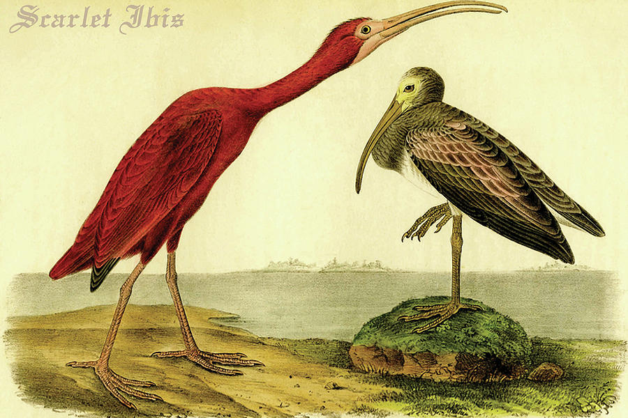 Bird Painting - Scarlet Ibis by John James  Audubon