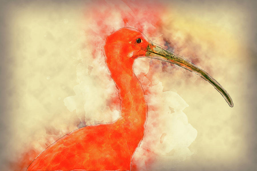 Scarlet Ibis Digital Art by Pheasant Run Gallery