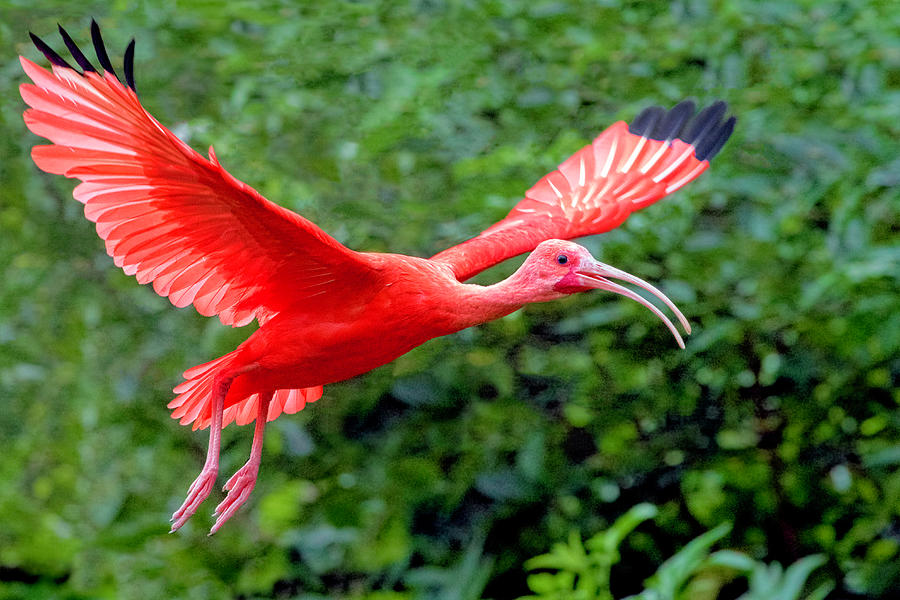 Scarlet Ibis Photograph by Nadia Sanowar