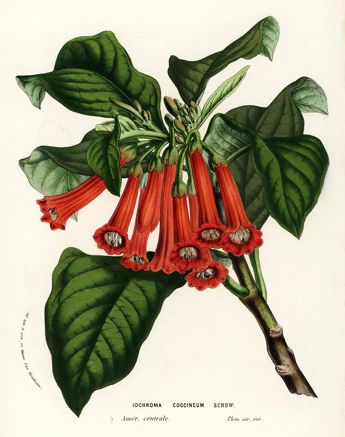 Scarlet iochroma. Flowers of the Gardens and Hothouses of Europe, Ghent, Belgium, 1857. Drawing by Album