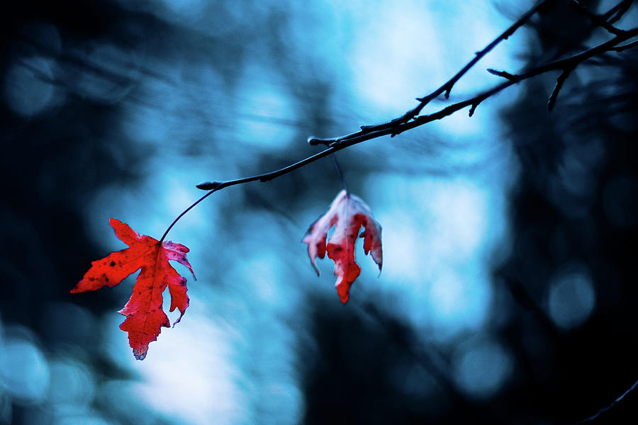 Scarlet Leaves Photograph by (c) Harold Lloyd