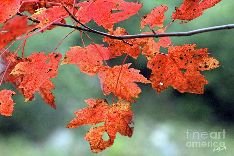 Scarlet Leaves Photograph by Robley Buckman - Fine Art America