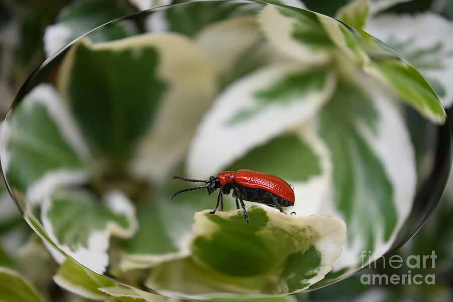 Scarlet Lily Beetle Photograph by Yvonne Johnstone