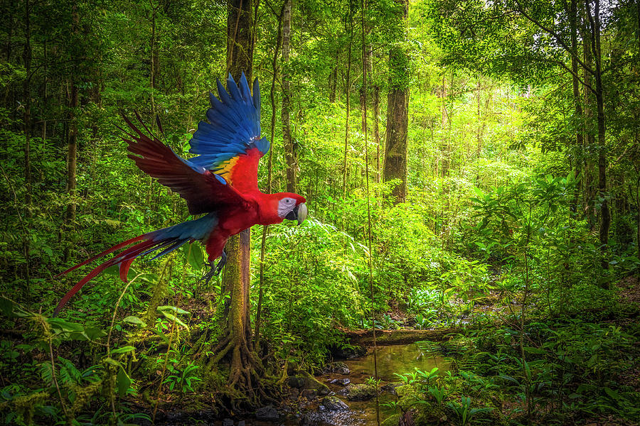 Scarlet macaw - Ara macao Photograph by Urs Hauenstein - Fine Art America