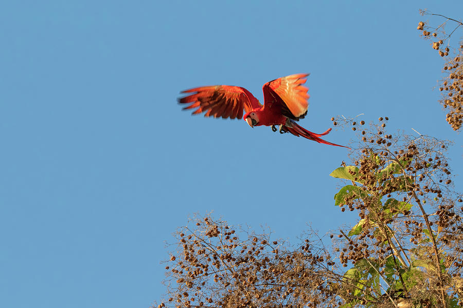 Scarlet Macaw Flying In Blue Sky Photograph by Ivan Kuzmin