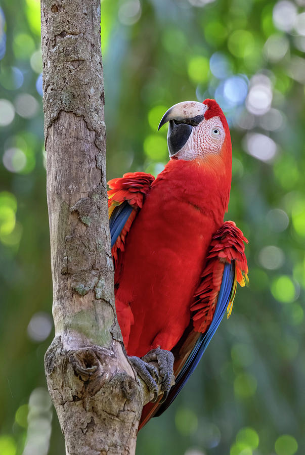 Scarlet Macaw Photograph by Ivan Kuzmin