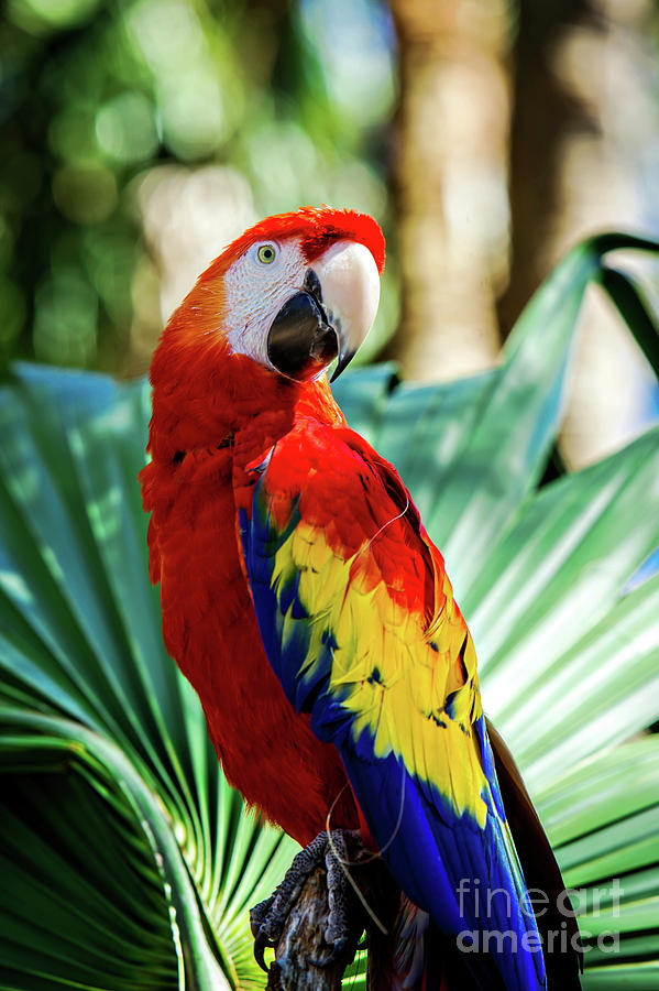 Feather Photograph - Scarlet Macaw by Joan McCool