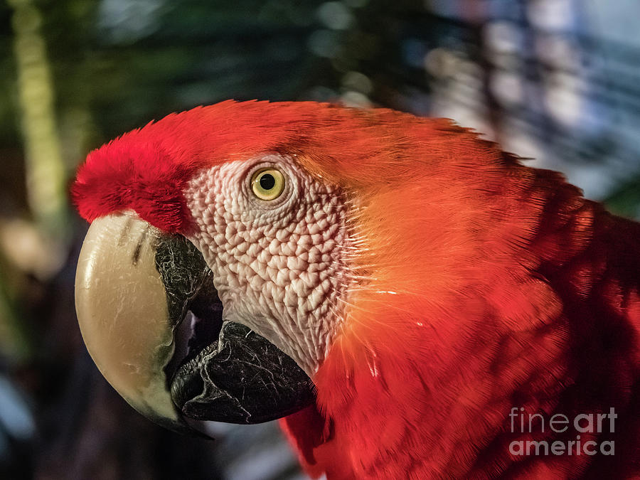 Scarlet macaw portrait Photograph by Lyl Dil Creations