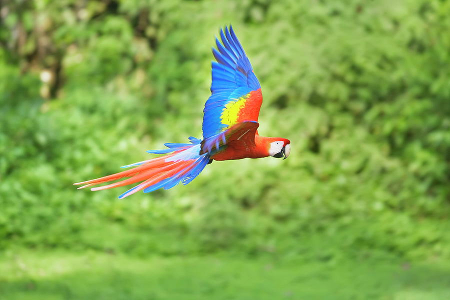 Scarlet Macaw Digital Art by Marco Simoni - Fine Art America