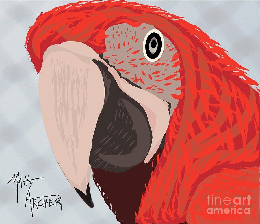 Scarlet Macaw by Matty Archer Scarlet Macaw by Matty Archer