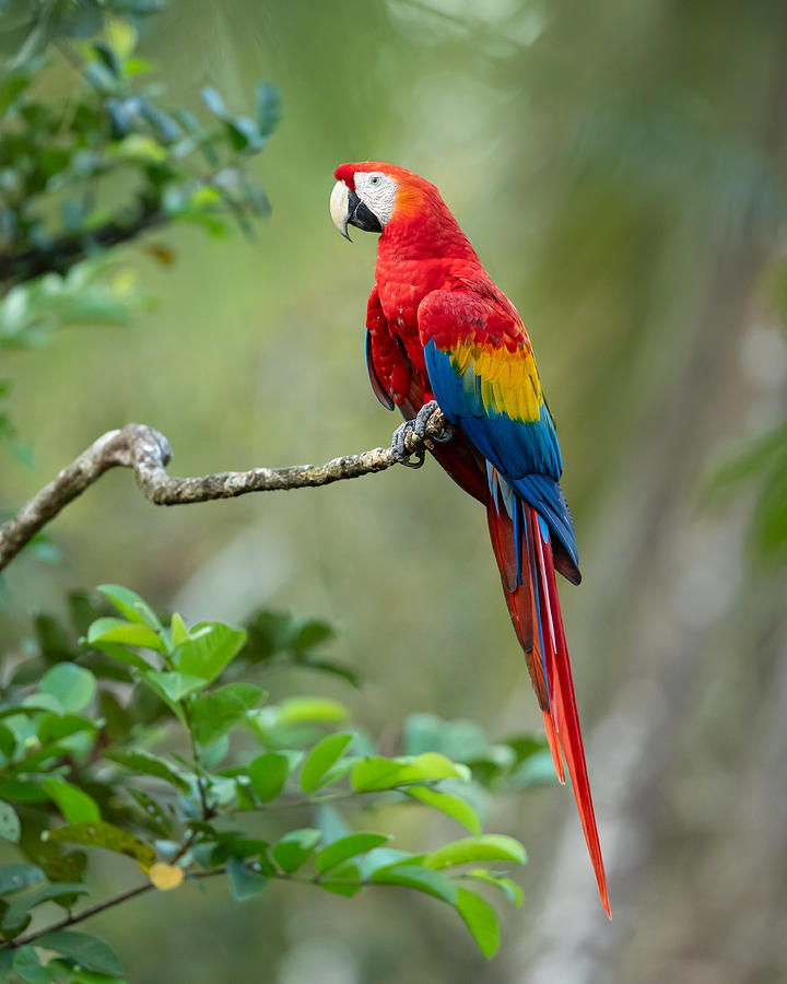 Macaw Photograph - Scarlet Macaw by Milan Zygmunt