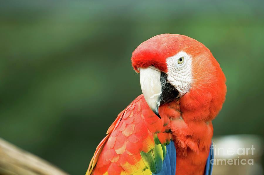 Scarlet Macaw Parrot Looking At Camera Photograph by Microgen Images/science Photo Library