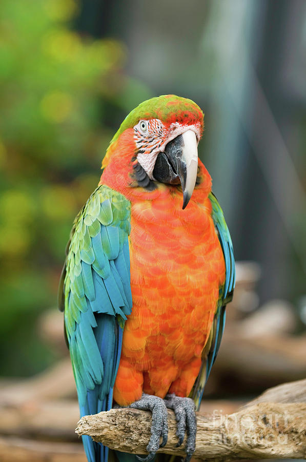 Scarlet Macaw Parrot Photograph by Microgen Images/science Photo Library