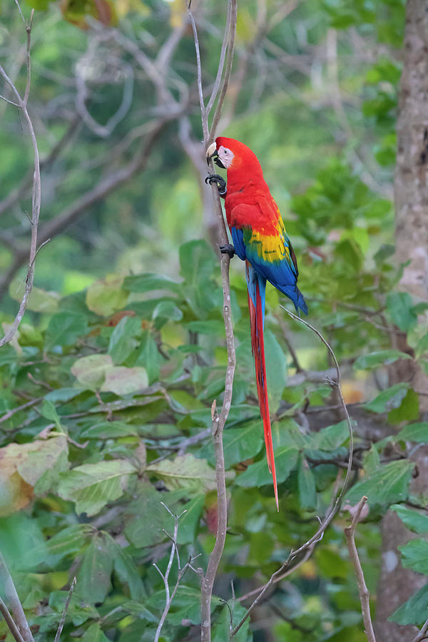 Scarlet Macaw Photograph by Patrick Nowotny