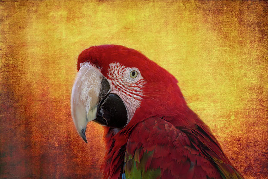 Scarlet Macaw Photograph by Bj S