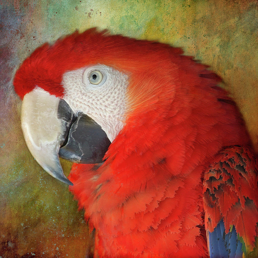 Scarlet Macaw Portrait Photograph by HH Photography of Florida