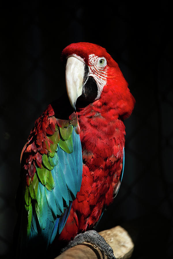 Scarlet Macaw Portrait Photograph by Bj S