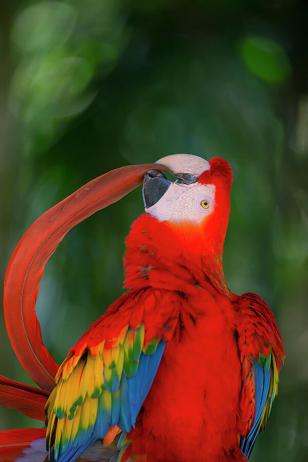 Scarlet Macaw Preening Tail Feather, Pantanal Photograph by Hermann Brehm / Naturepl.com Scarlet Macaw Preening Tail Feather, Pantanal Photograph by Hermann Brehm / Naturepl.com