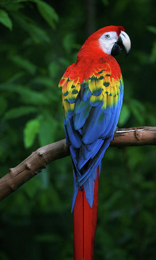 Scarlet Macaw Photograph by Thepalmer