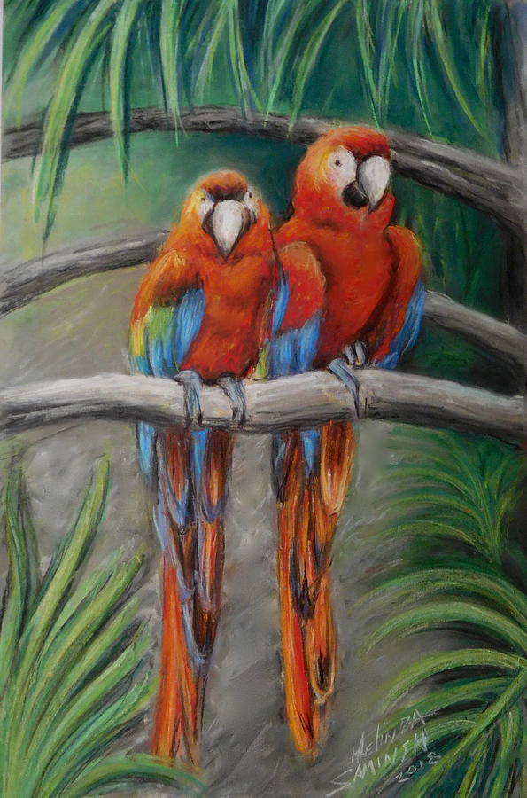 Scarlet Macaws Pastel by Melinda Saminski