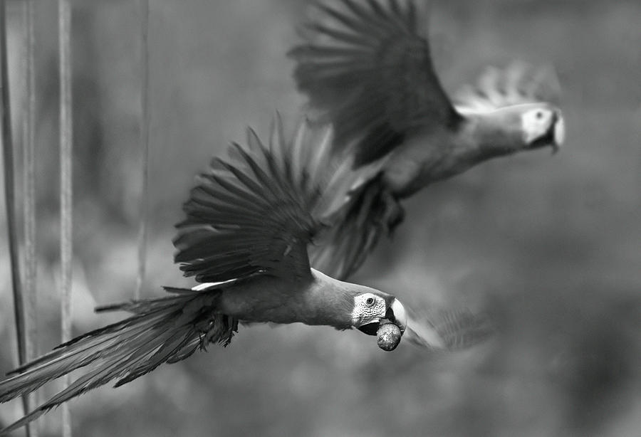 Scarlet Macaws Take Flight Photograph by Tim Fitzharris