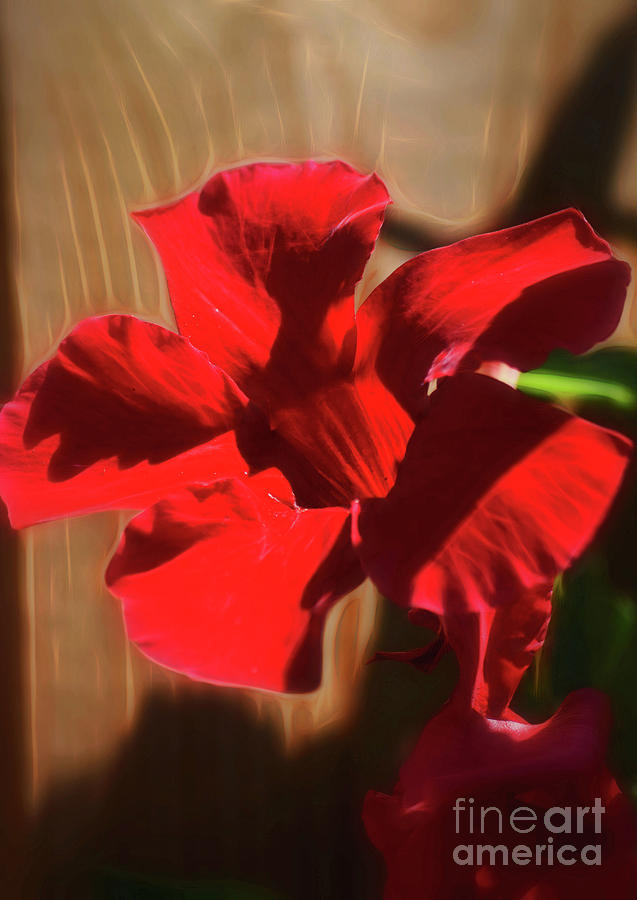 Scarlet Mandevilla by Patti Whitten Scarlet Mandevilla by Patti Whitten