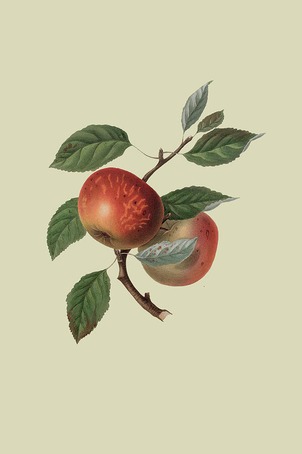 Scarlet Nonpareil - Apple Painting by William Hooker
