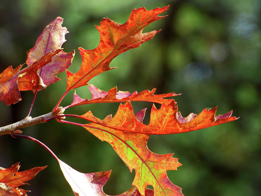 Scarlet Oak Leaves Photograph by Lyuba Filatova