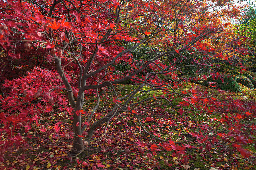 Scarlet Red Acer Palmatum  Chitoseyama Photograph by Jenny Rainbow