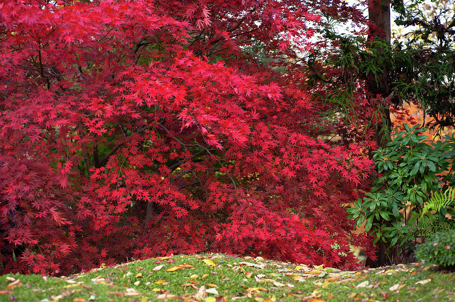 Scarlet Red Acer Tree in Japanese Garden Photograph by Jenny Rainbow