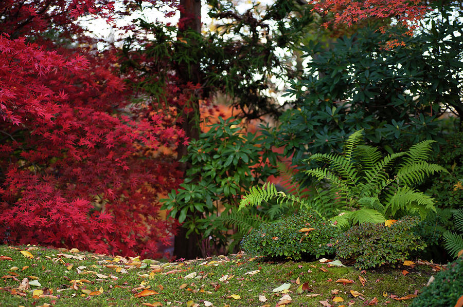 Scarlet Red and Emerald Green in Japanese Garden 1 Photograph by Jenny Rainbow