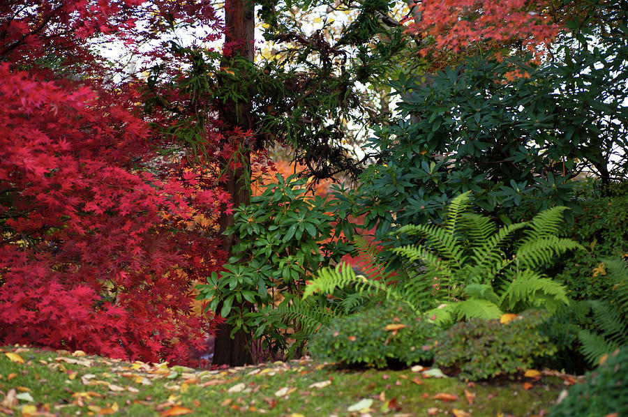 Scarlet Red and Emerald Green in Japanese Garden Photograph by Jenny Rainbow