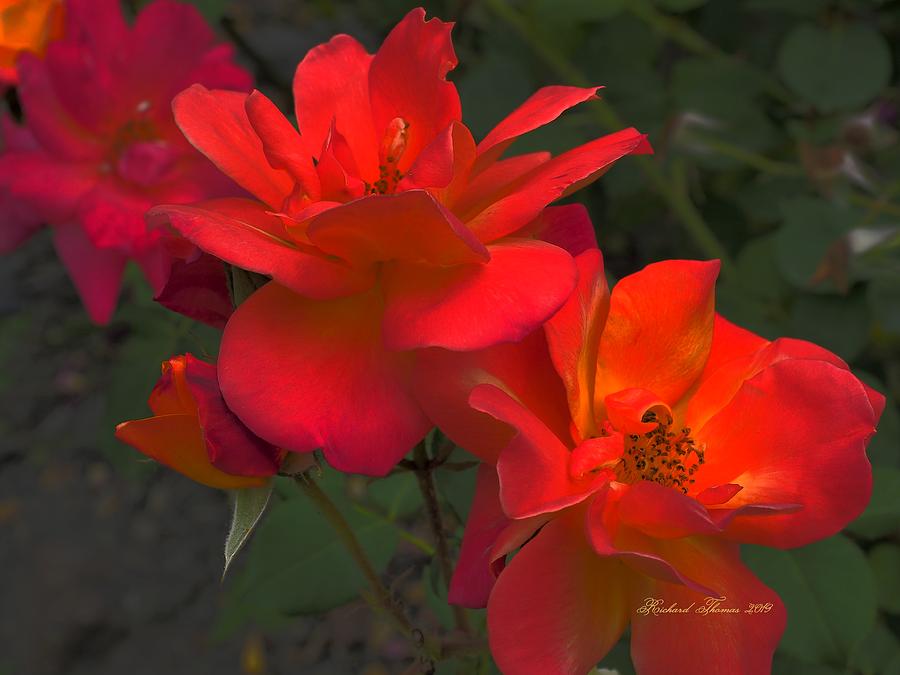 Scarlet Roses Photograph by Richard Thomas
