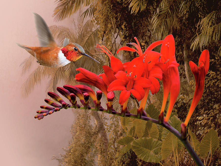 Scarlet Sage And Hummingbird Digital Art by M Spadecaller