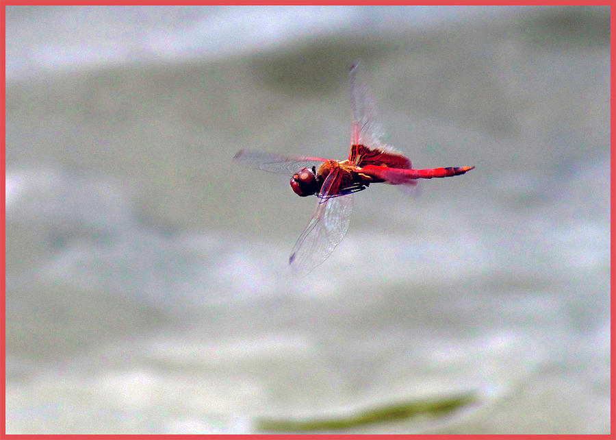 Scarlet Skimmer Digital Art by Joe Sclafani - Fine Art America