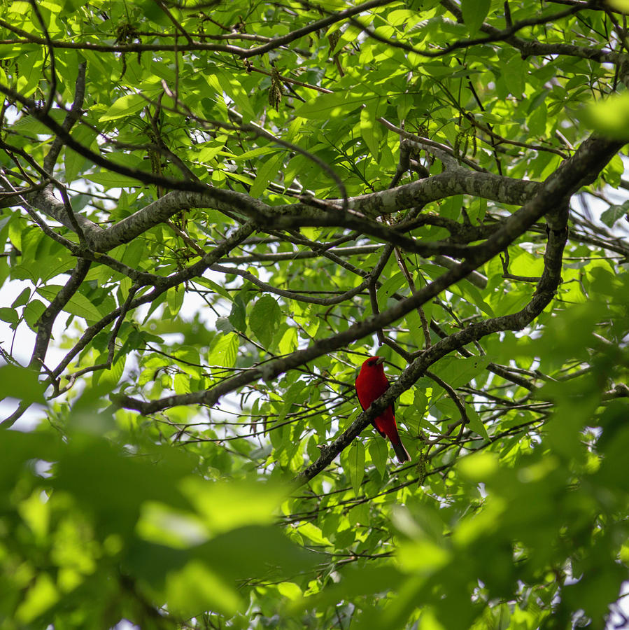 Scarlet Tanager 02 Photograph by Teresa Mucha