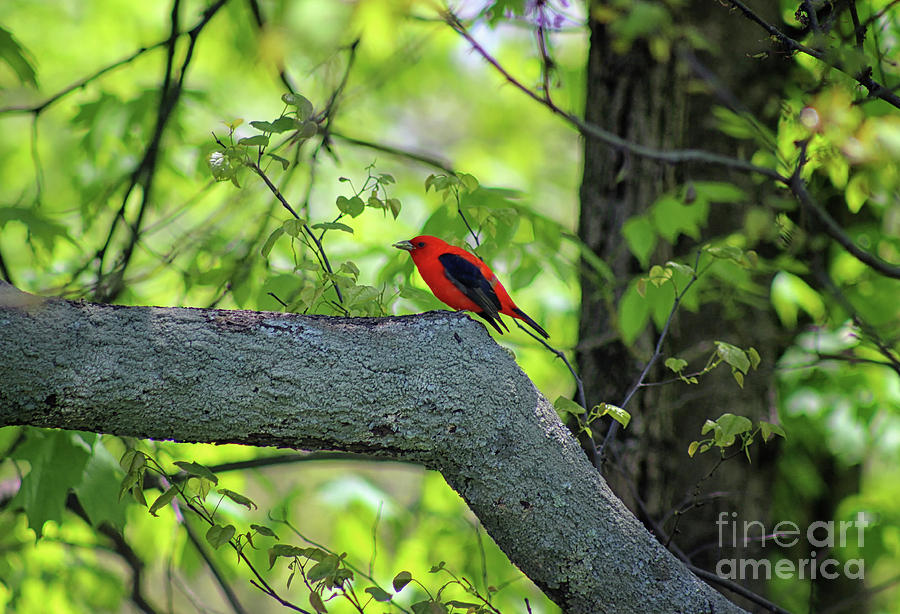 Scarlet Tanager Bird 2019 Photograph by Karen Adams