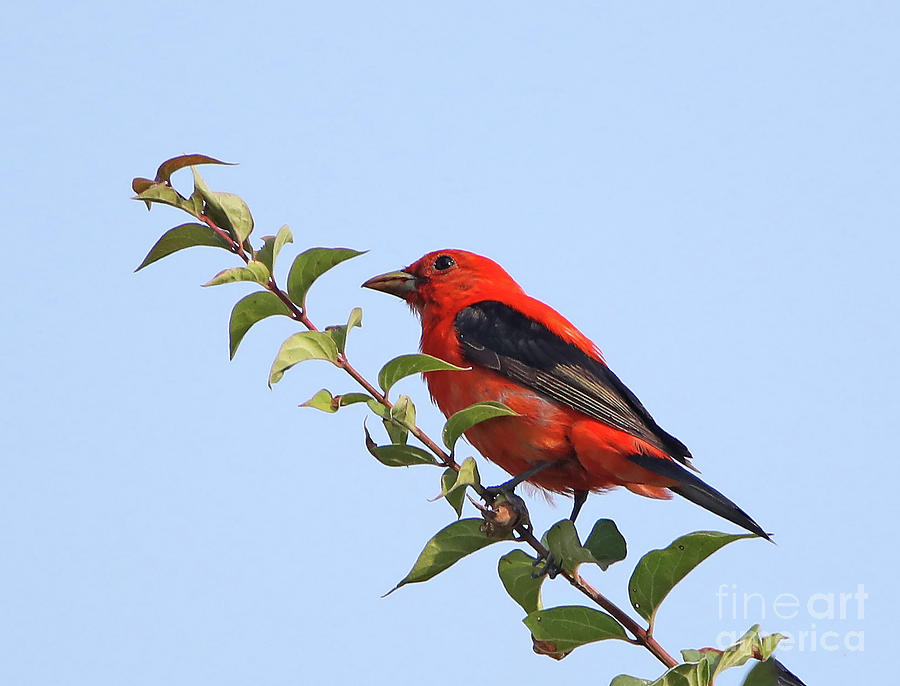 Scarlet Tanager Photograph by Elizabeth Winter