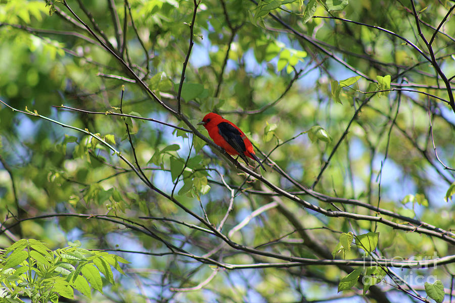 Scarlet Tanager in Spring 2019 Photograph by Karen Adams