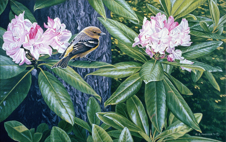 Scarlet Tanager In The Rhodos Painting by Ron Parker