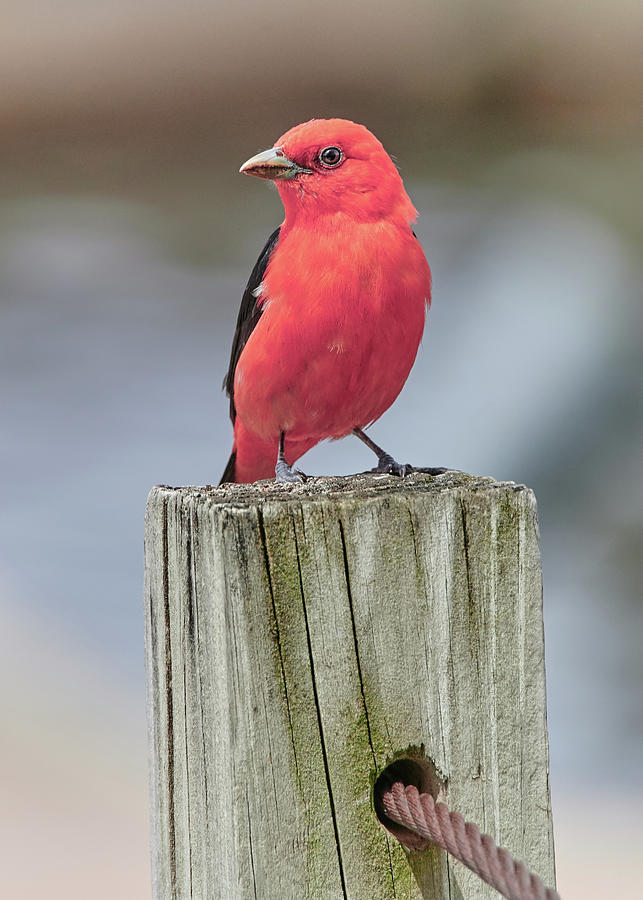 Scarlet Tanager On A Dock by Jim Hughes Scarlet Tanager On A Dock by Jim Hughes