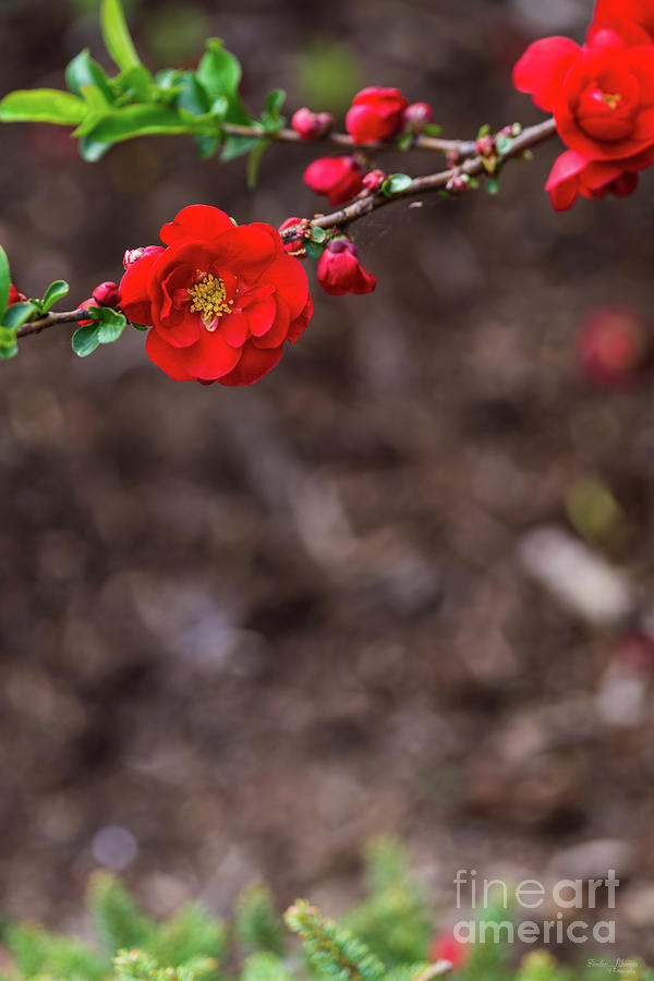 Spring Photograph - Scarlet Top by Jennifer White