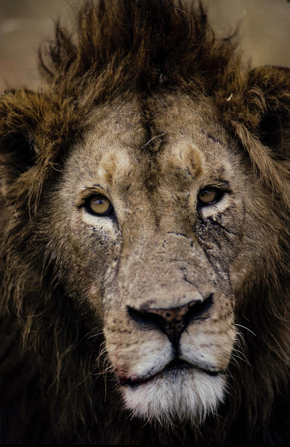 Scarred Face Lion Photograph by David L Moore