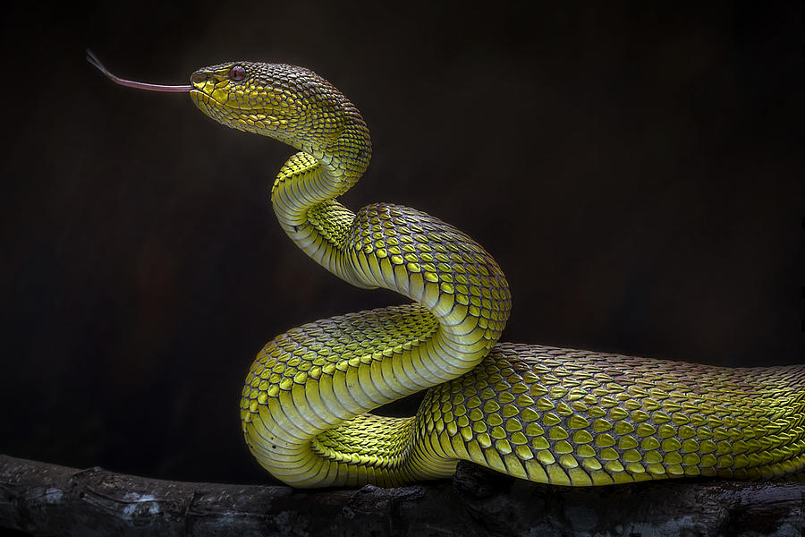 Animal Photograph - Scary Green Viper by Fauzan Maududdin