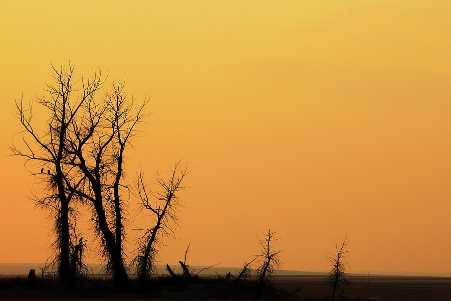 Scary Trees Photograph by Todd Klassy
