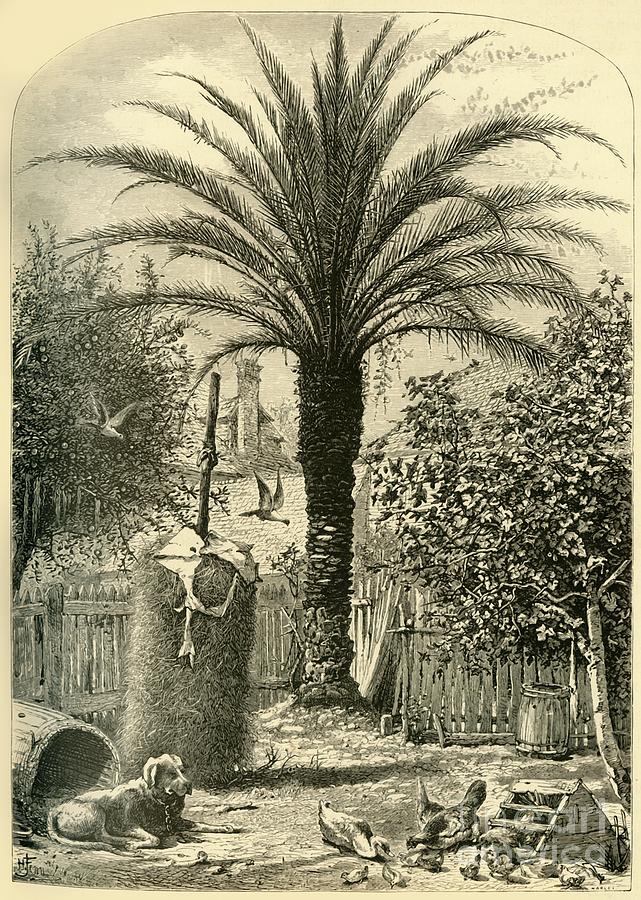 Scene In St Augustine - The Date Palm Drawing by Print Collector