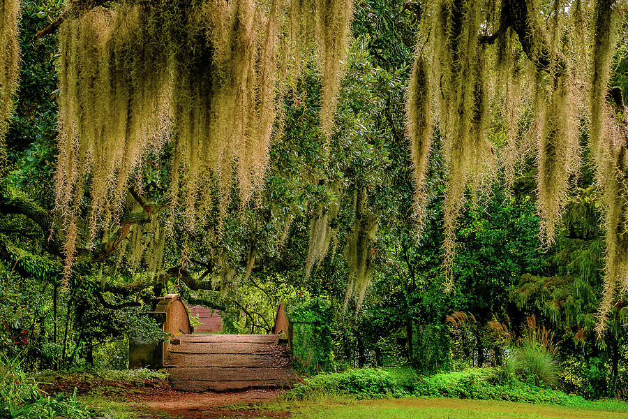 Scenes From Louisiana #5 Photograph by DiGiovanni Photography