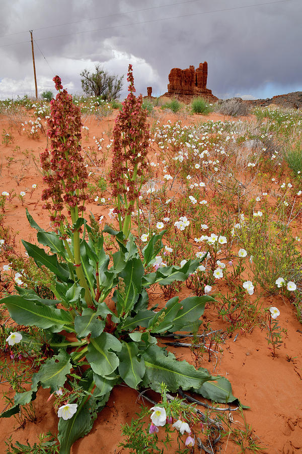 Scenic Byway 191 Wildflowers Photograph by Ray Mathis