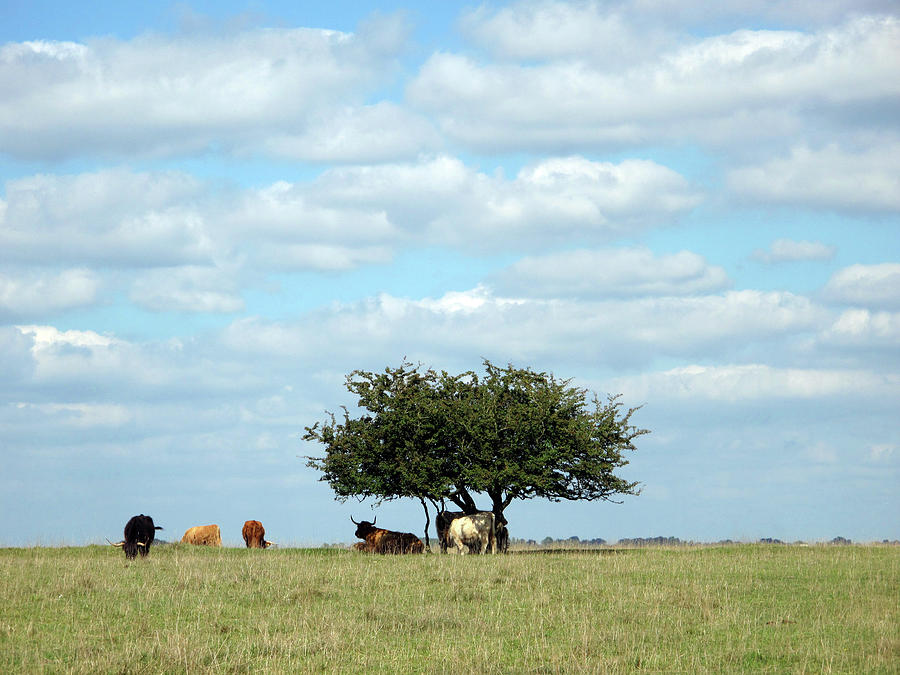 Scenic Cotswolds - Cattle on Minchinhampton Common Photograph by Seeables Visual Arts