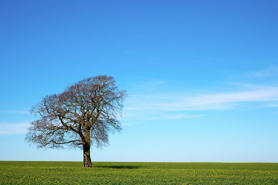 Scenic Cotswolds - One tree on the horizon landscape Photograph by Seeables Visual Arts